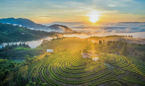 关于海峡两岸美人茶文化交流活动在厦门成功举办的信息(18)