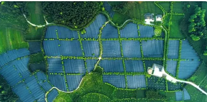 关于铜仁：抹茶全产业链发展助力乡村振兴的新闻(2)