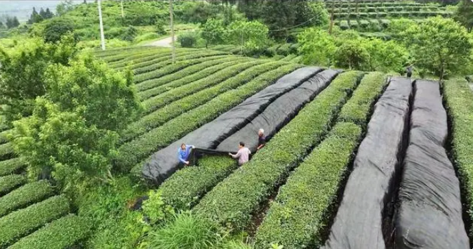 关于铜仁：抹茶全产业链发展助力乡村振兴的新闻(1)