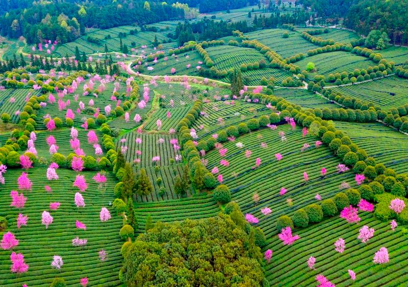 有关于一张小茶叶书写三篇大文章——凤冈始终坚持茶文化、茶产业、茶科技“三茶”统筹发展理念的最新消息