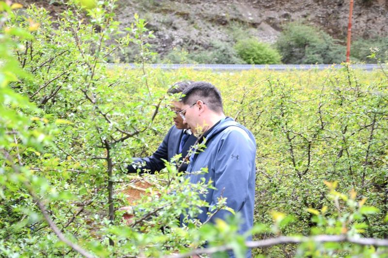 关于班玛县举办“三色班玛”第六届藏雪茶采摘节的信息(6)