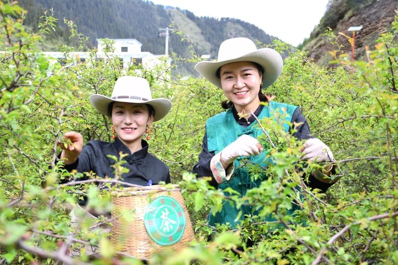 关于班玛县举办“三色班玛”第六届藏雪茶采摘节的信息(7)