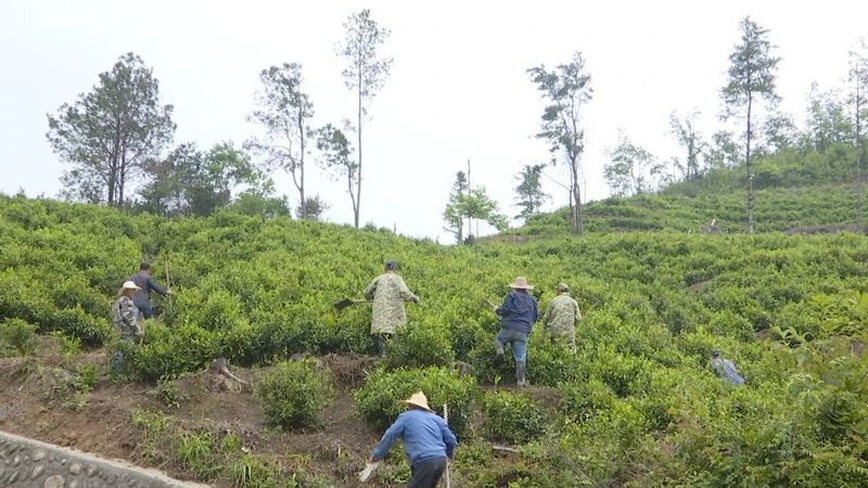 有关于盘活沉睡资产 荒废茶园变“金山银山”的相关内容(1)