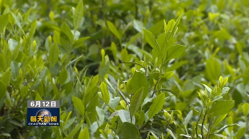 有关于盘活沉睡资产 荒废茶园变“金山银山”的相关内容(3)