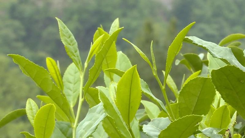 有关于盘活沉睡资产 荒废茶园变“金山银山”的相关内容(2)