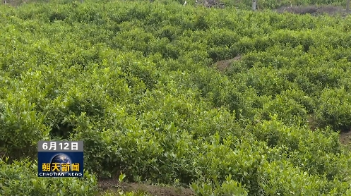 有关于盘活沉睡资产 荒废茶园变“金山银山”的相关内容(4)