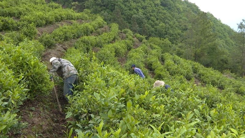 有关于盘活沉睡资产 荒废茶园变“金山银山”的相关内容