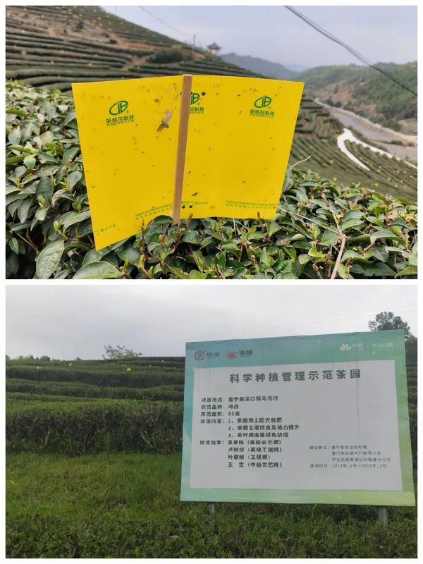 关于再获佳绩!建宁县茶产业提质增效显成果的最新消息(2)