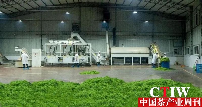 有关于来凤县藤茶产业园藤茶加工车间建成投产的相关信息