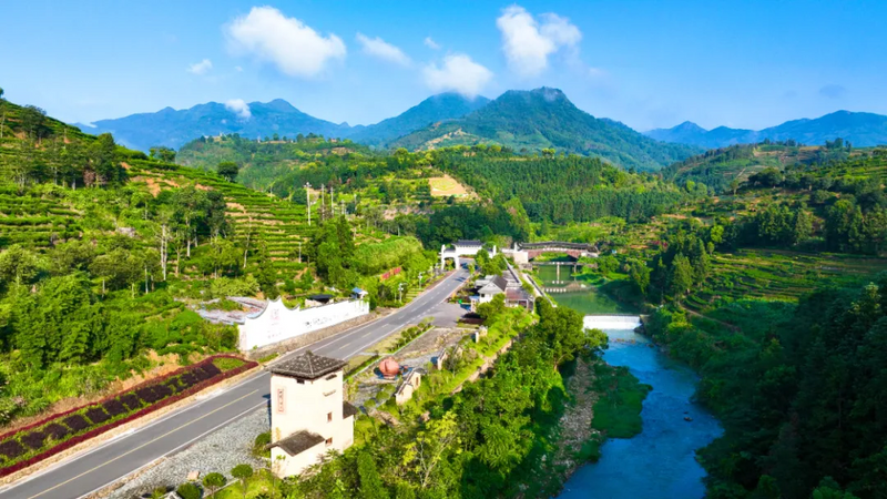 有关于福安：“坦洋工夫”香两岸 “全家福安”续茶缘的相关信息(1)