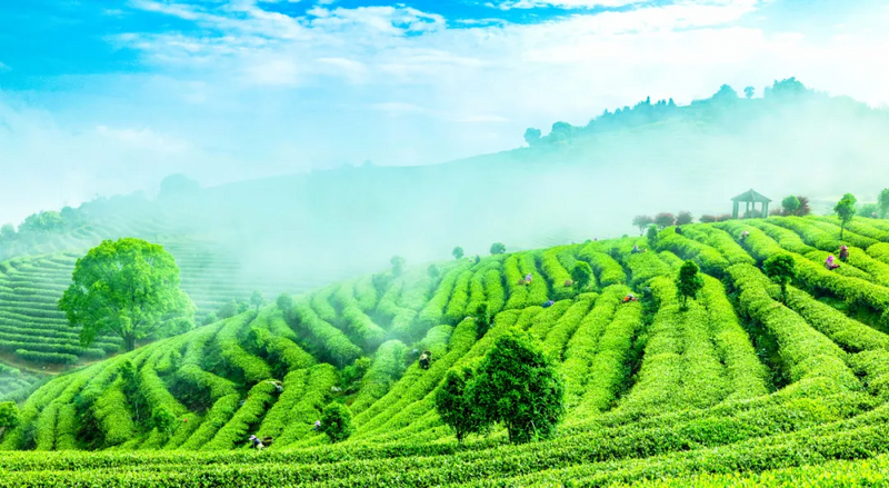 有关于福安：“坦洋工夫”香两岸 “全家福安”续茶缘的相关信息