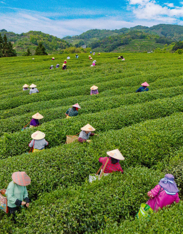 有关于福安：“坦洋工夫”香两岸 “全家福安”续茶缘的相关信息(2)