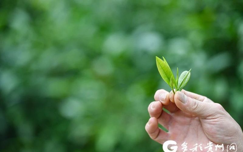 关于时间尽头的云雾贡茶文化园(上)的相关内容(1)