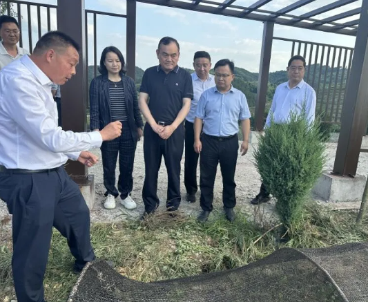 关于赵哲到郧阳区调研茶产业发展情况的信息(1)