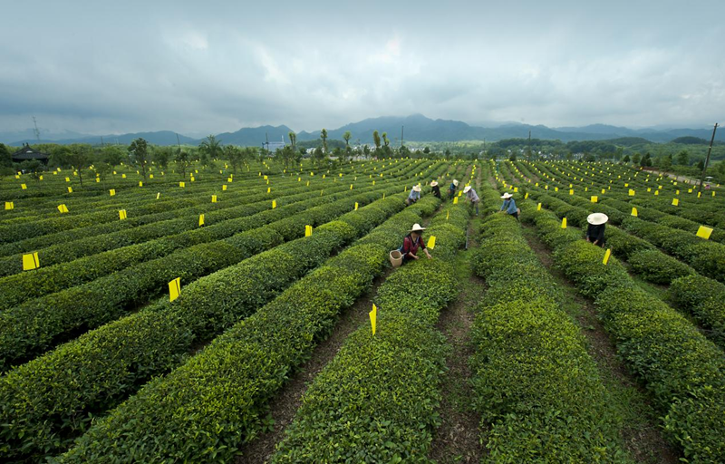 关于2024中国茶区域公用品牌价值TOP20建设案例：以品牌建设，促进黄山毛峰高质量发展的相关内容