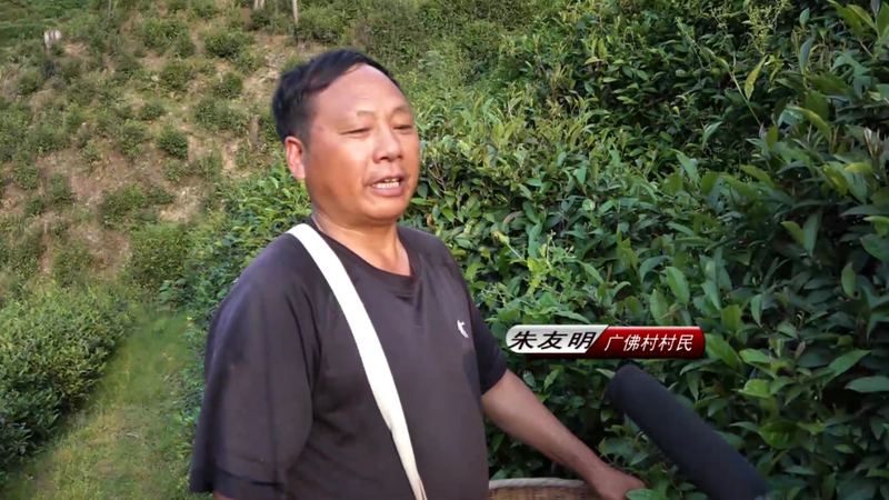 关于平利县积极推进夏秋茶生产线建设 助力茶产业提质增效的内容(3)