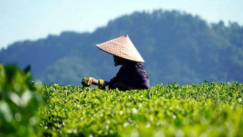 关于贵州普安：深耕茶旅融合，写意“诗和远方”的新闻(1)