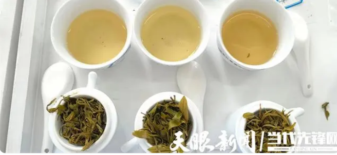 有关于全国金奖！夷州茶社黄茶参评中国黄金茶斗茶大赛获佳绩的消息(2)