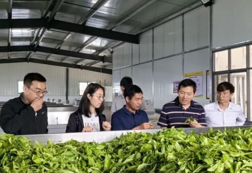 关于大理州中青班学员到大栗树茶厂茶业有限公司开展全州茶叶产业调研工作的相关信息