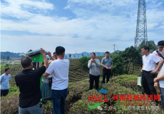 有关于信阳加强夏季茶园管护 促进产业提质增效的新闻(2)