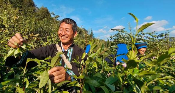 有关于普洱宁洱：小马哥的“小锅茶”的相关内容(1)