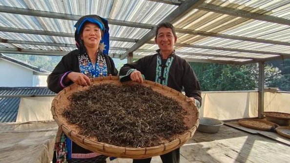 有关于普洱宁洱：小马哥的“小锅茶”的相关内容(6)