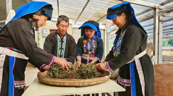 有关于普洱宁洱：小马哥的“小锅茶”的相关内容(5)