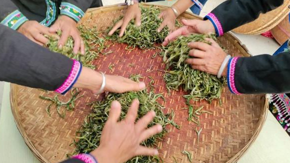 有关于普洱宁洱：小马哥的“小锅茶”的相关内容(4)