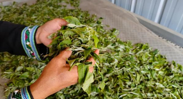 有关于普洱宁洱：小马哥的“小锅茶”的相关内容(2)