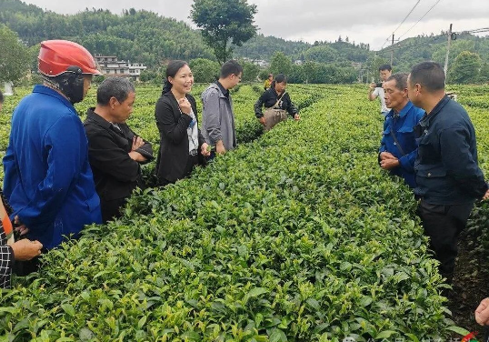 有关于湖南省农科所考察桥头乡茶叶产业的信息