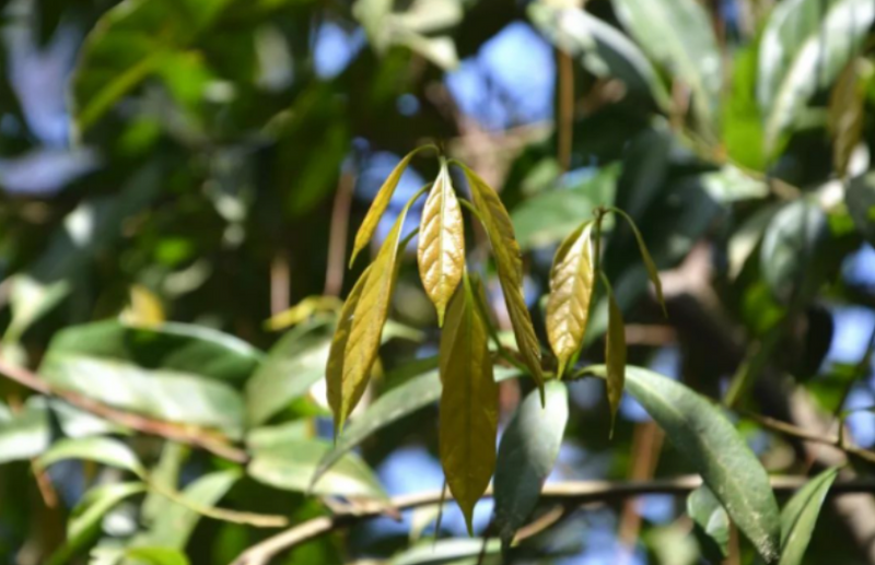 有关于梁平红茶、铁门老鹰茶、梁平甜茶亮相重庆首届茶文化周的资讯(3)