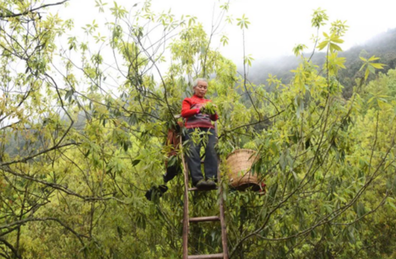 有关于梁平红茶、铁门老鹰茶、梁平甜茶亮相重庆首届茶文化周的资讯(2)