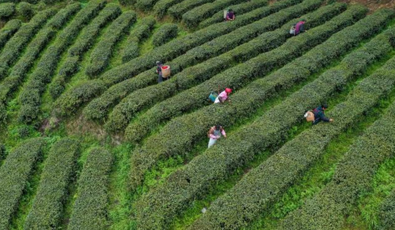 有关于梁平红茶、铁门老鹰茶、梁平甜茶亮相重庆首届茶文化周的资讯(1)