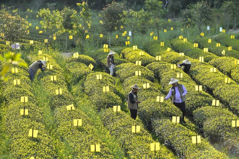 关于聚焦世界环境日：茶园碳汇如今怎么样了的最新消息