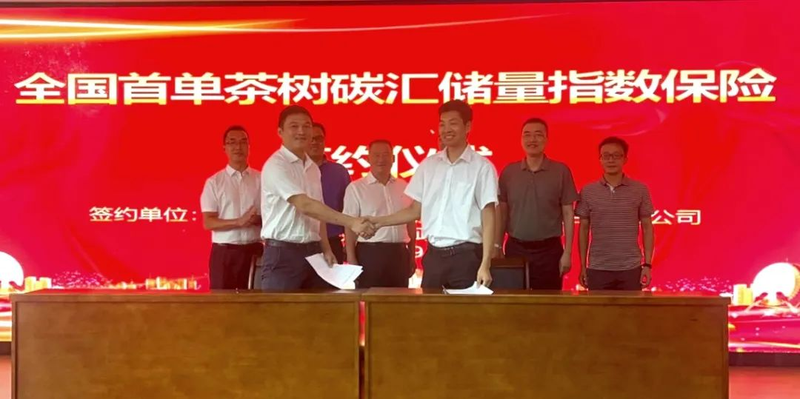 关于聚焦世界环境日：茶园碳汇如今怎么样了的最新消息(3)