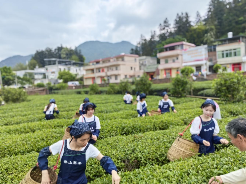关于义都镇：美丽庭院+茶产业 ，“筑巢引凤”催生美丽经济的新闻(2)
