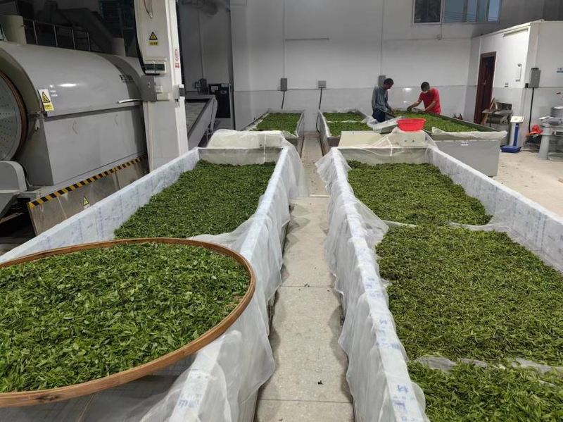 关于义都镇：美丽庭院+茶产业 ，“筑巢引凤”催生美丽经济的新闻(3)