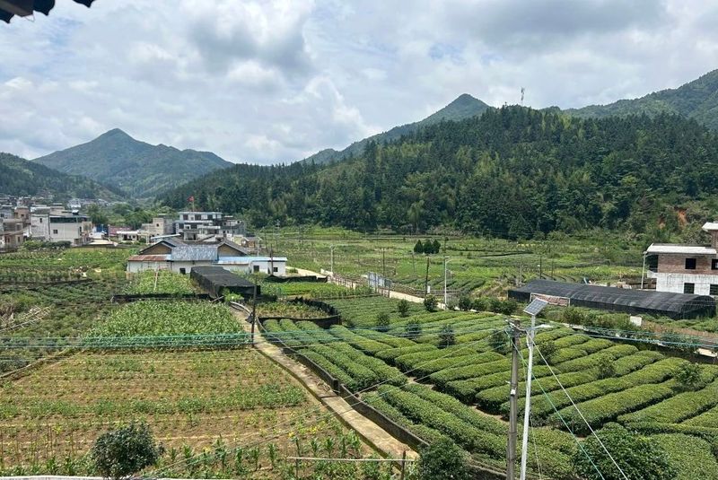 关于义都镇：美丽庭院+茶产业 ，“筑巢引凤”催生美丽经济的新闻(6)