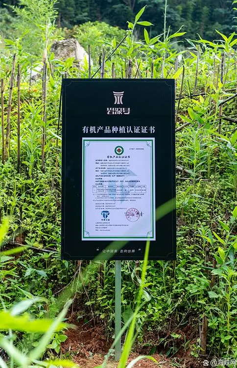 有关于岩湶号自有300亩武夷山生态茶园通过有机茶园认证的内容