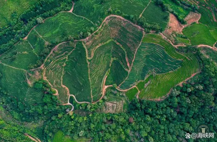 有关于岩湶号自有300亩武夷山生态茶园通过有机茶园认证的内容(3)