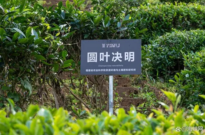 有关于岩湶号自有300亩武夷山生态茶园通过有机茶园认证的内容(1)