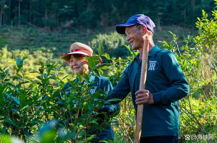 有关于岩湶号自有300亩武夷山生态茶园通过有机茶园认证的内容(2)