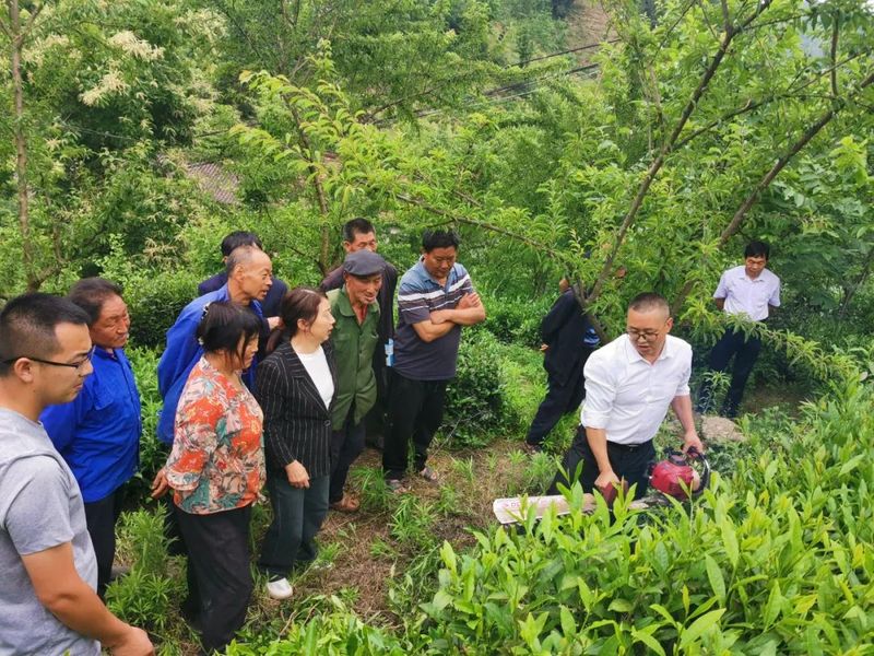关于宁强县茶叶技术推广中心深入周家河村开展技术培训的最新消息