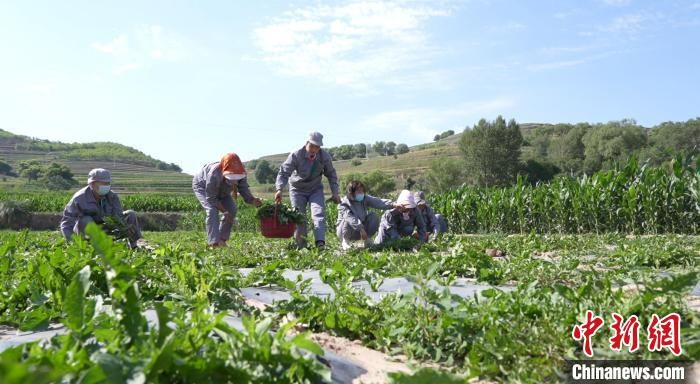 有关于甘肃会宁蒲公英产业：曾经“救命菜”变今日养生茶的信息(1)