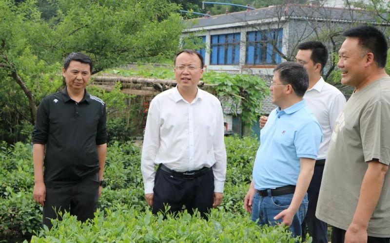 关于何胜伟调研茶产业高质量发展工作的最新消息