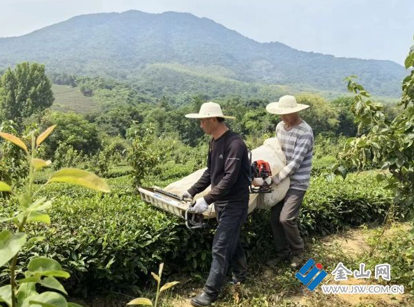 有关于江苏句容：茶旅融合，写好“三茶”统筹发展新篇章的资讯