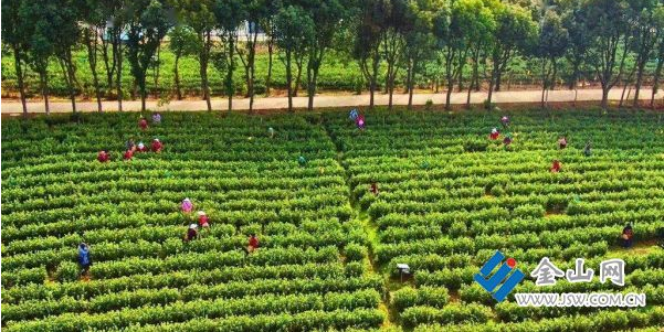 有关于江苏句容：茶旅融合，写好“三茶”统筹发展新篇章的资讯(1)