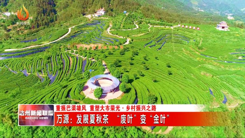 有关于万源：发展夏秋茶 “废叶”变“金叶”的资讯(4)