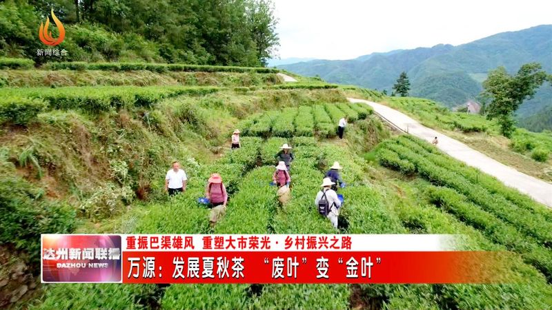 有关于万源：发展夏秋茶 “废叶”变“金叶”的资讯