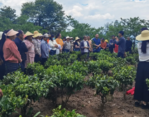 关于昌宁勐统：技术培训助力茶产业发展的相关信息(1)